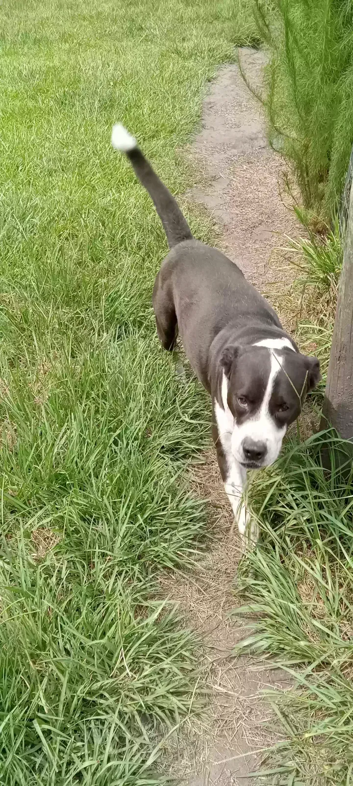 Max, American Bulldog/Staffordshire Terrier (?) Mix Dog for adoption in Baxley, GA, 31513