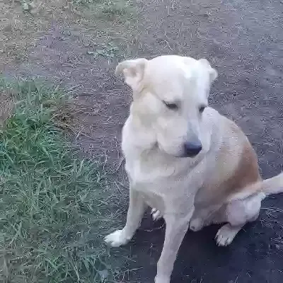 Charles, Yellow Lab/Great Pyreneese mix Dog for adoption in Baxley, GA, 31513