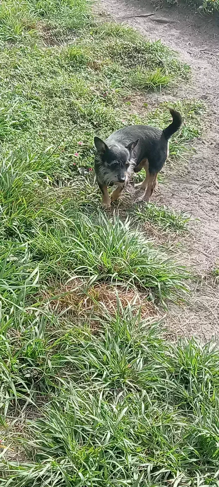 Pebo, Chihuahua mix Dog for adoption in Baxley, GA, 31513
