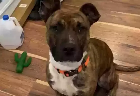 Finn, Pit Bull (mix) Dog for adoption in Glenside, PA, 19038