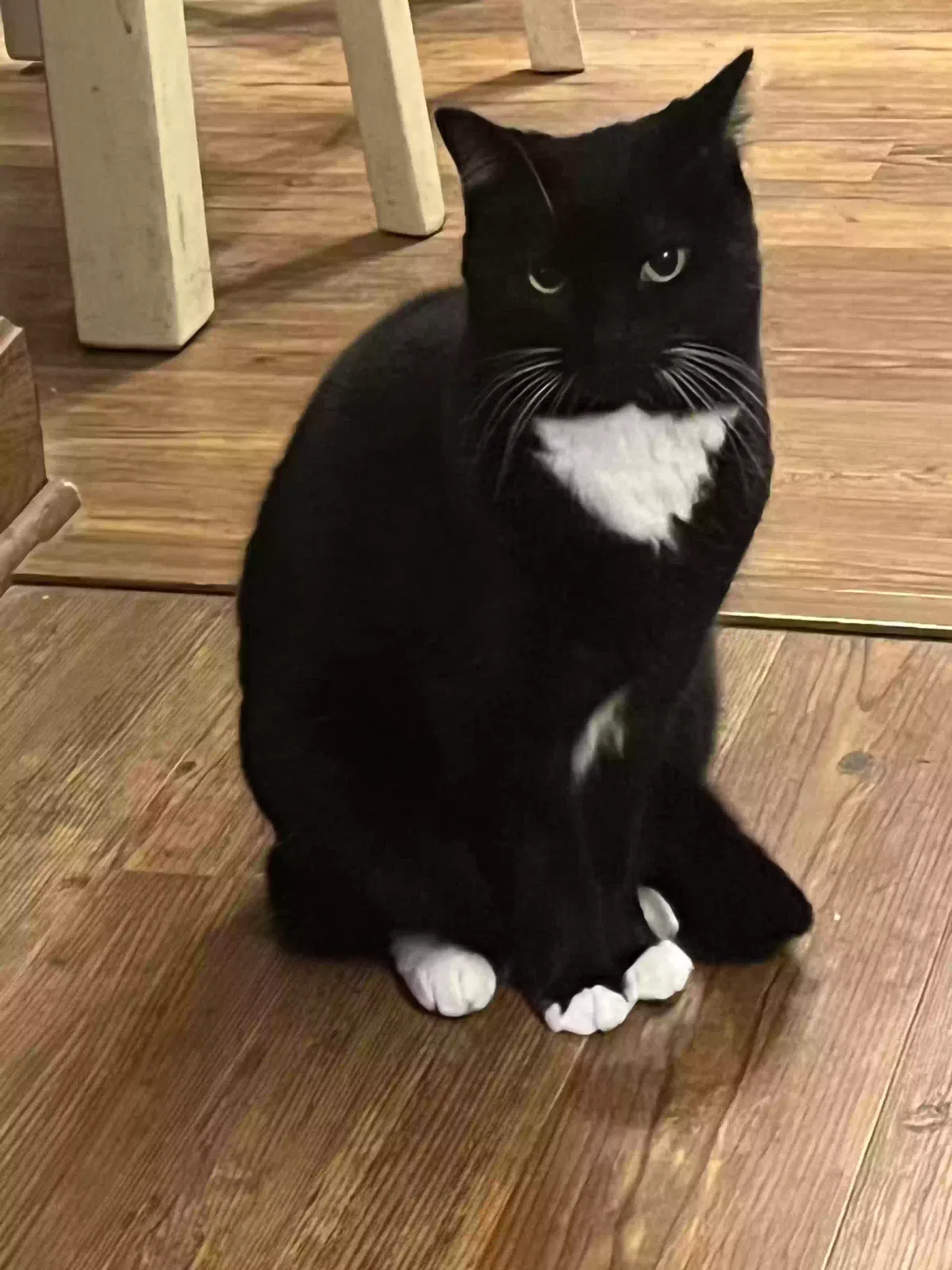 Katarina, Tuxedo Cat for adoption in Waynesburg, OH, 44688