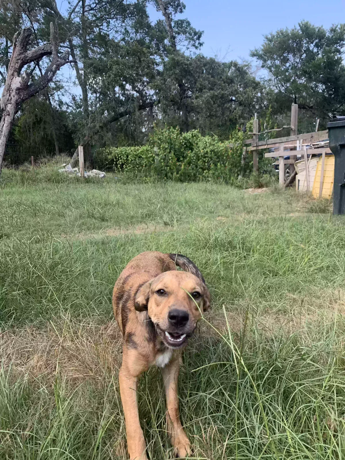 no name, Unknown Dog for adoption in Hempstead, TX, 77445