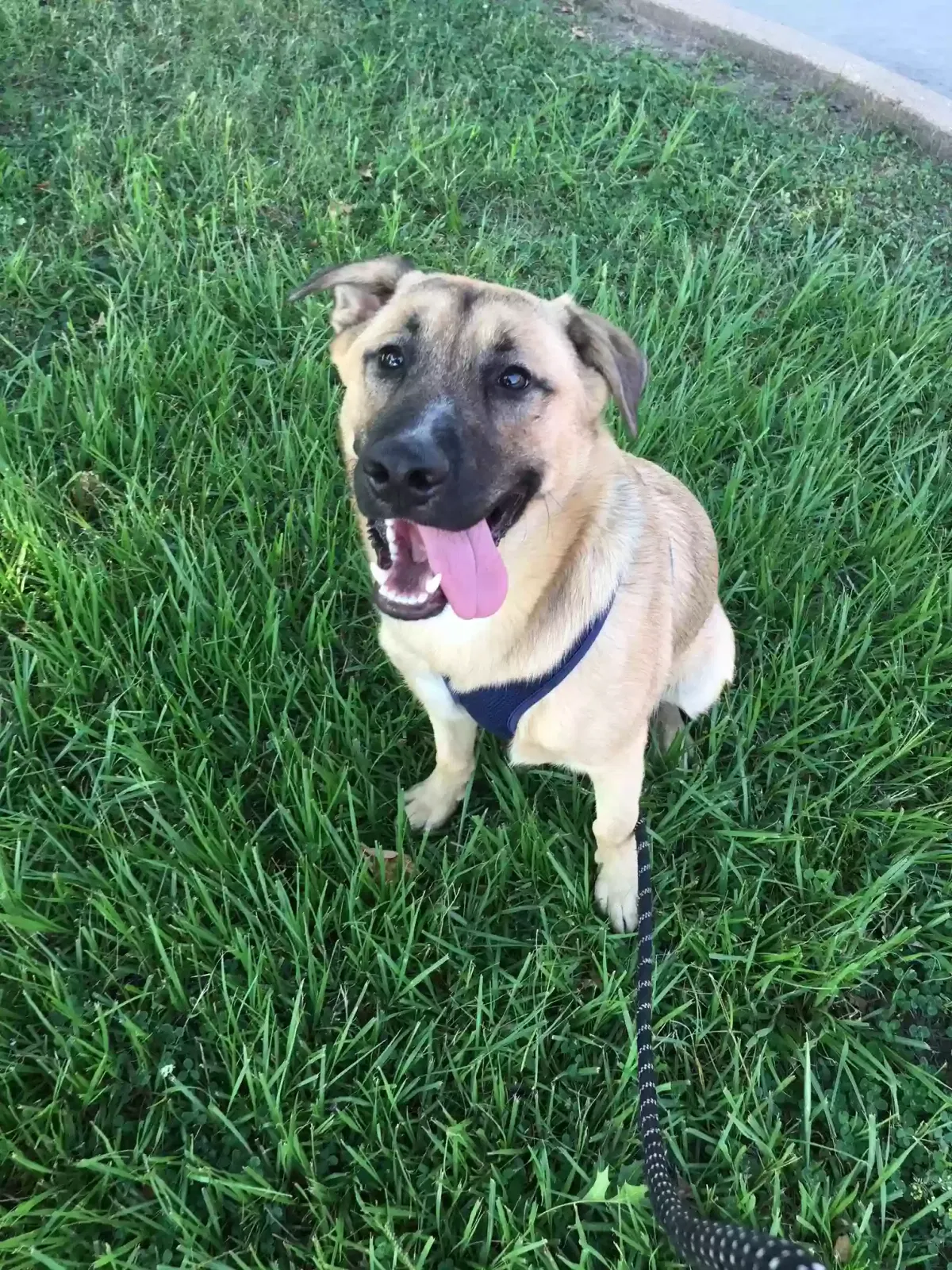 Sausage, German Shepard/Lab Mix Dog for adoption in Katy, TX, 77494