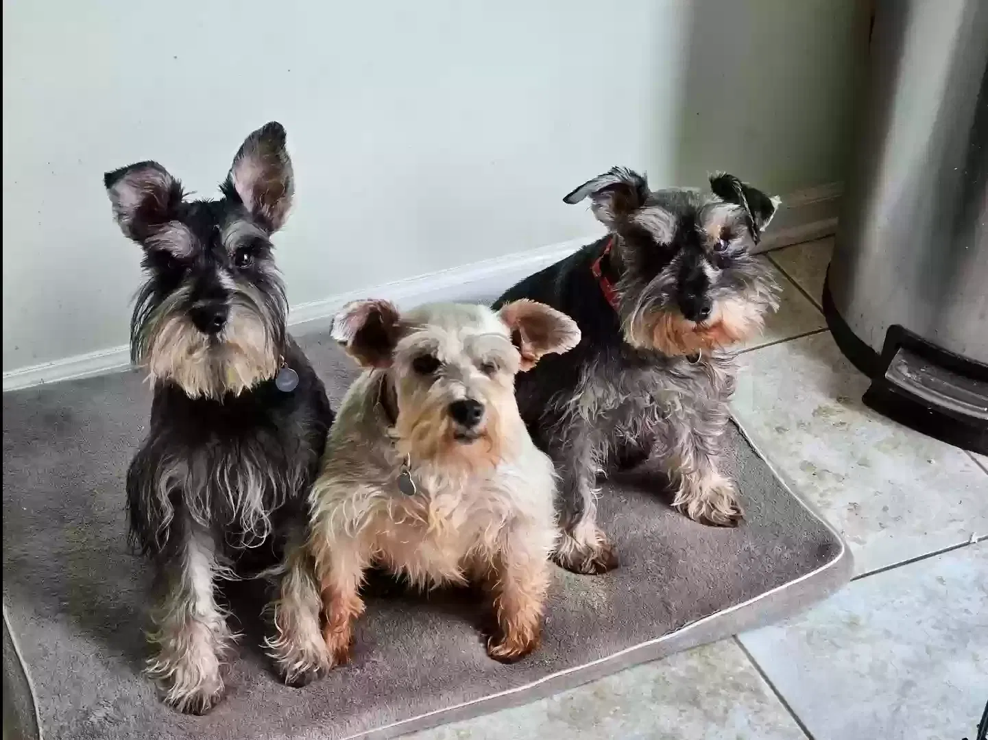 Minnie, Max and Percy, Miniature schnauzers Dog for adoption in Holt, MI, 48842