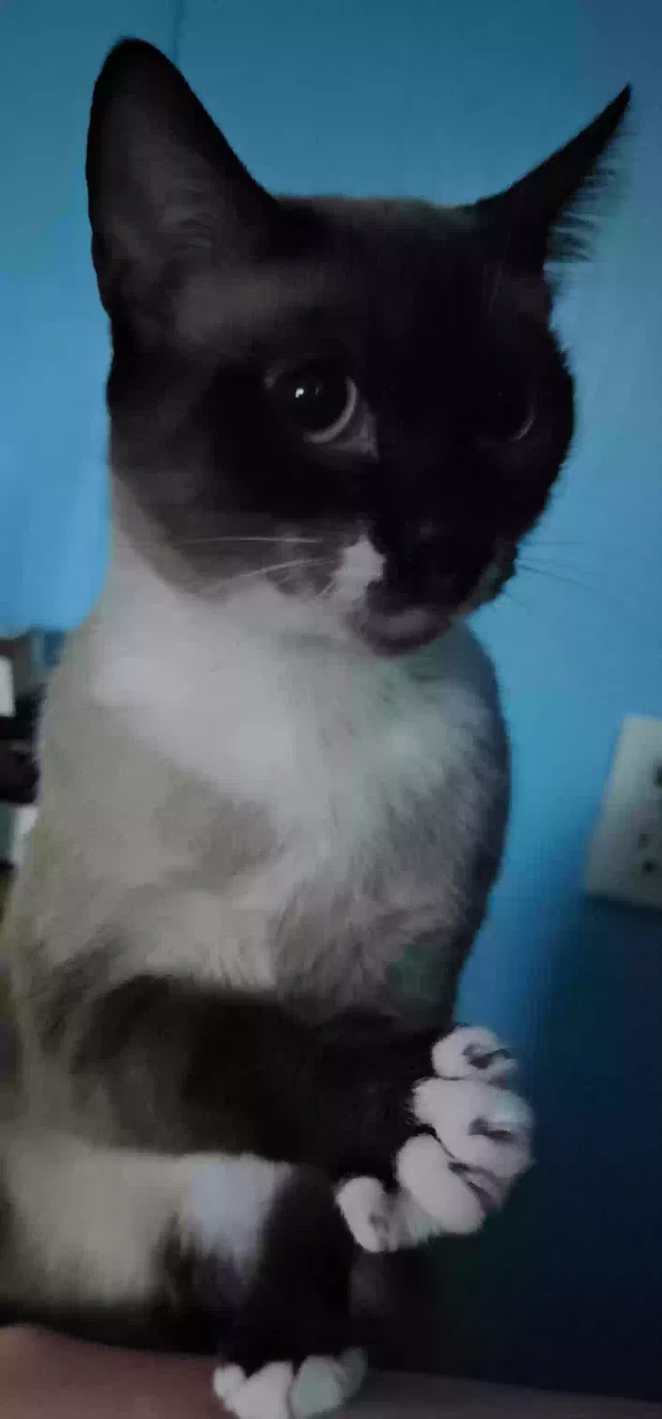 Tinker, Siamese Cat for adoption in Vinemont, AL, 35179
