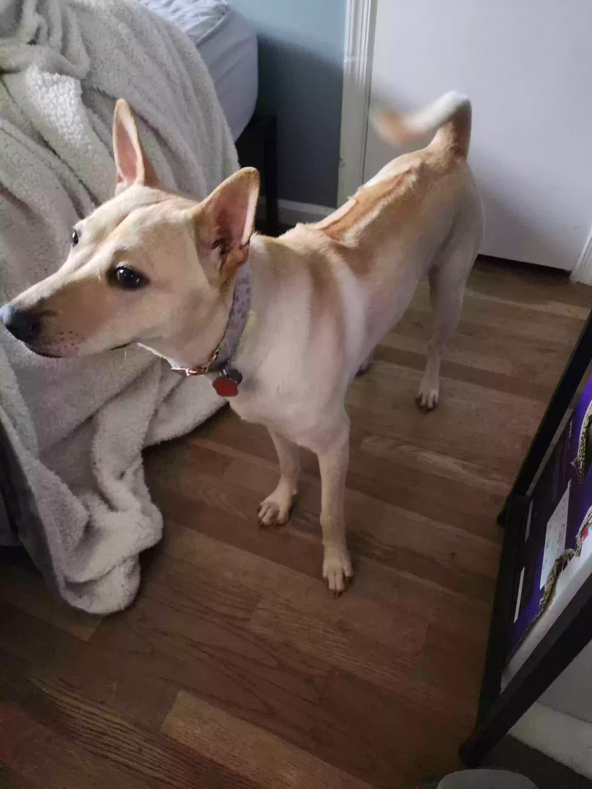 Suki, Vietnamese Ridgeback Dog for adoption in Falls Church, VA, 22042
