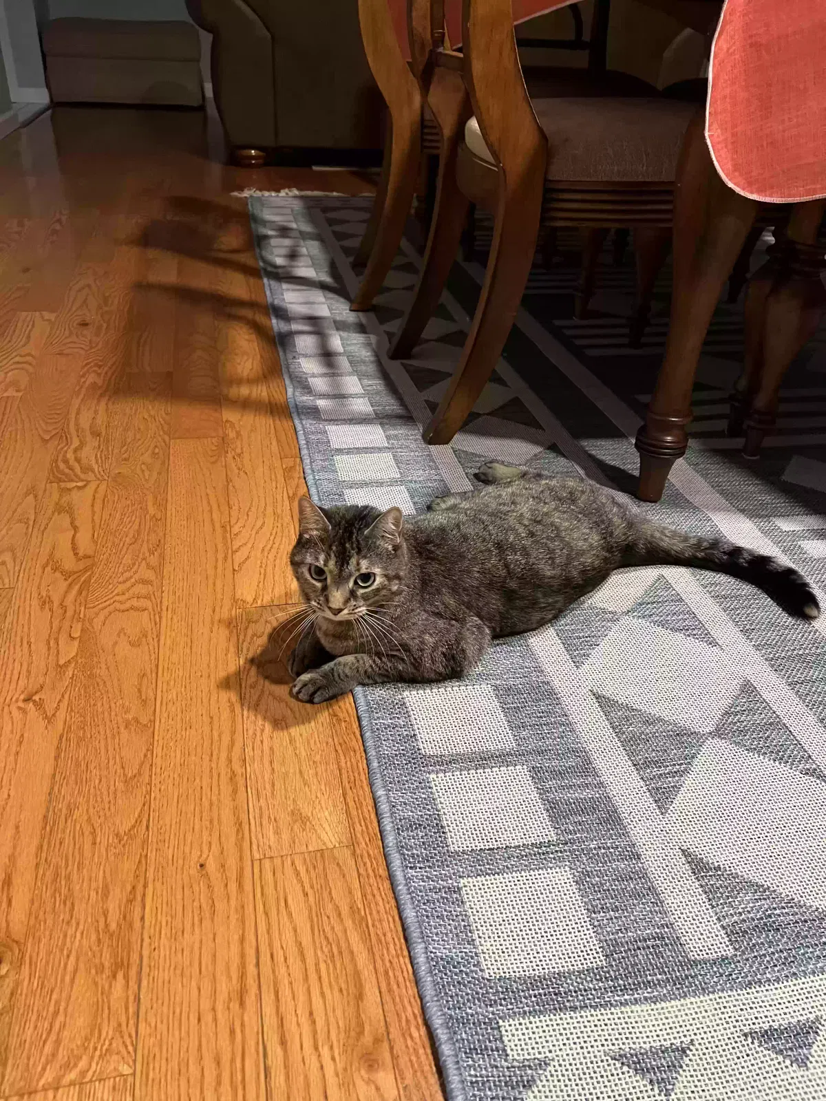 Ash, American short hair Cat for adoption in New Egypt, NJ, 8533