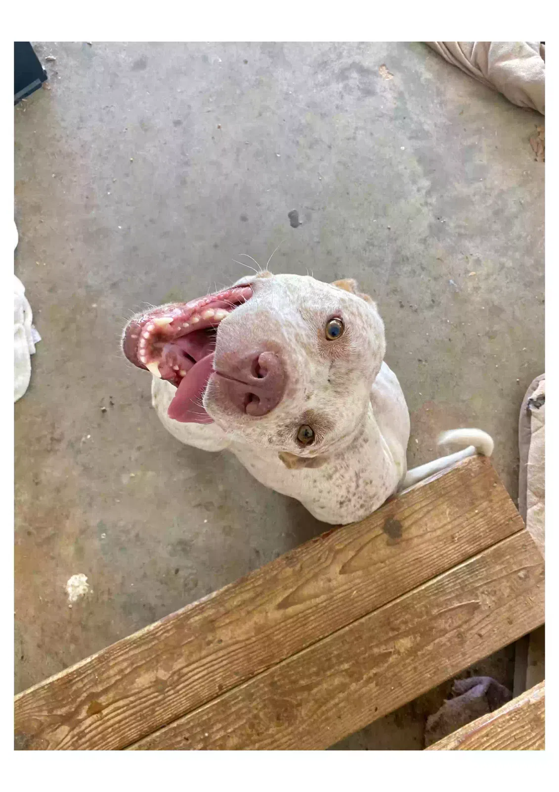 Zeus, Pitbull Mix Dog for adoption in Knoxville, TN, 37920