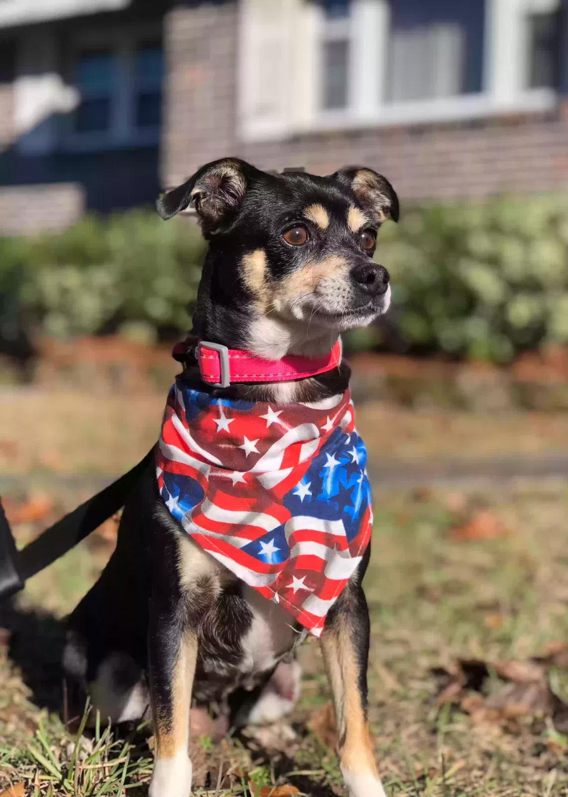 Rosie, Chihuahua Dog for adoption in Appling, GA, 30802