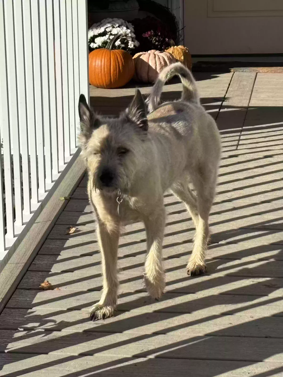 Jack, Cairn terrier mix Dog for adoption in Lowell, MI, 49331