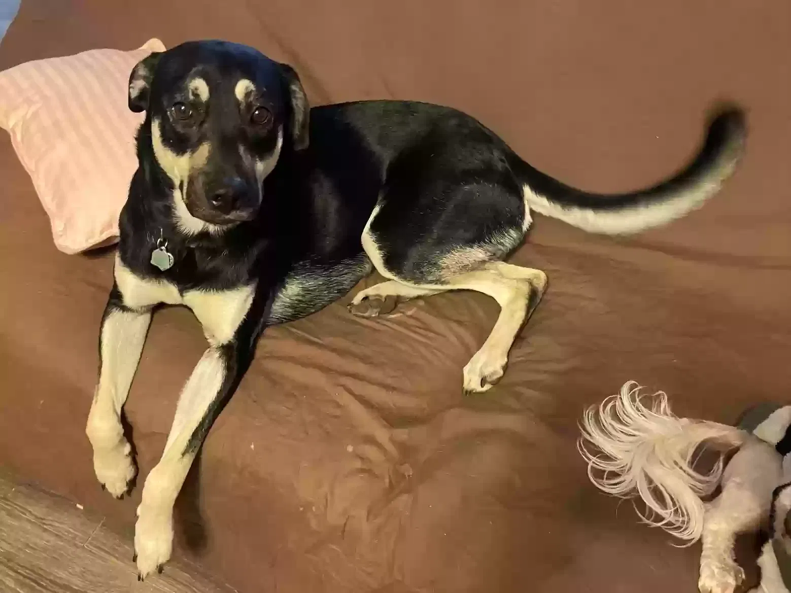 Nala, Shepherd Mix Dog for adoption in Hurst, TX, 76053