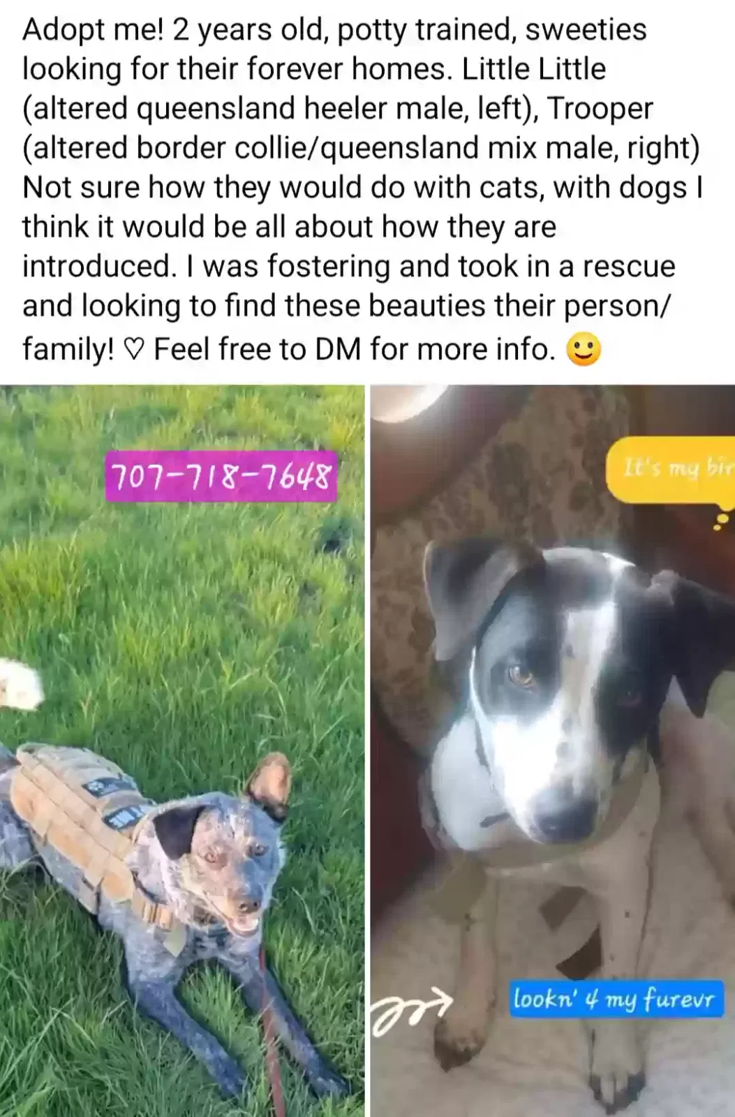 Trooper & Little Little, Cattle dog Dog for adoption in Vacaville, CA, 95687
