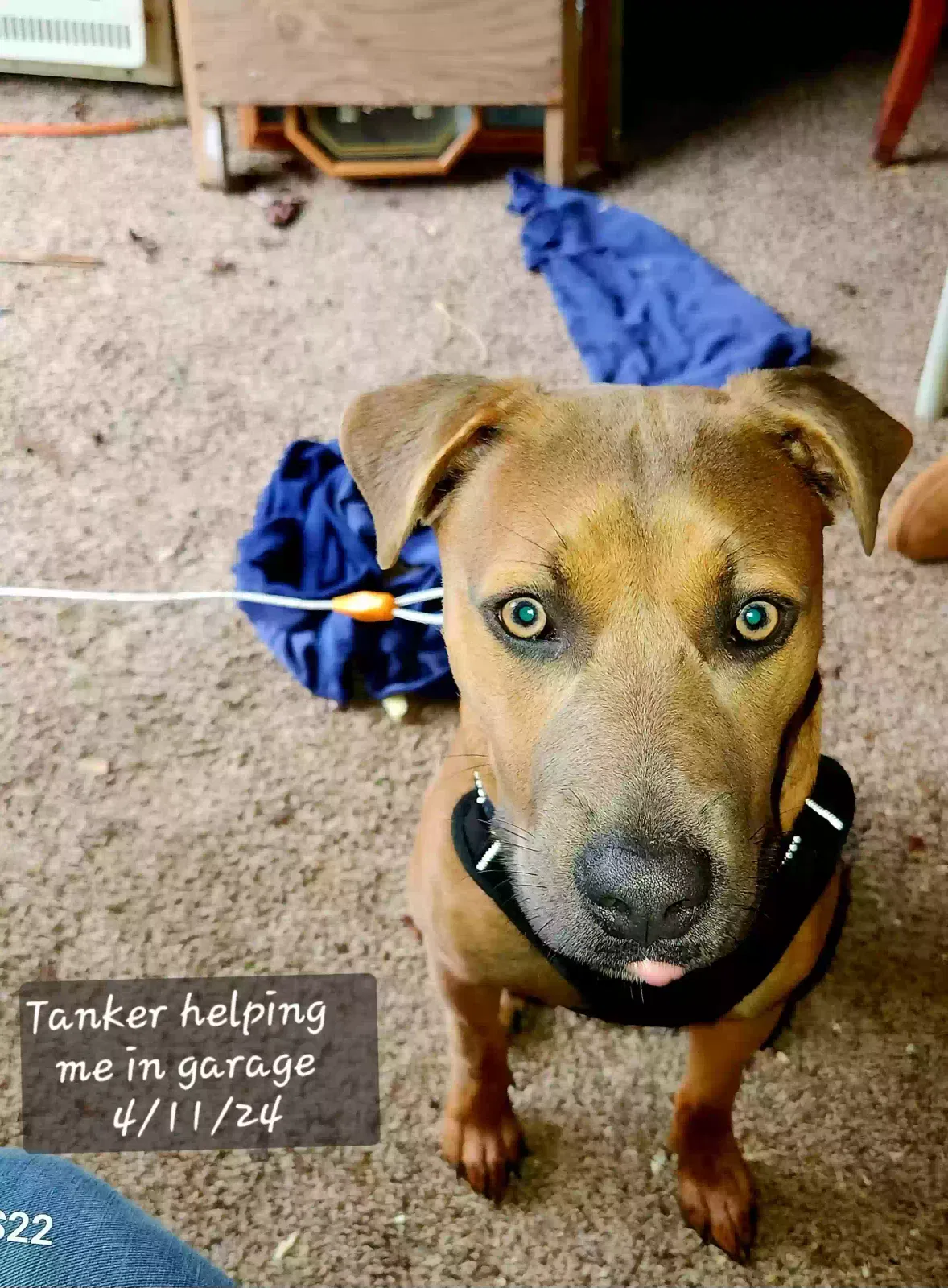 Tank, Mix breed Dog for adoption in Greeneville, TN, 37743