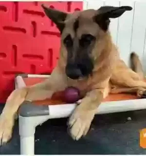 Polo, German Shepherd Dog for adoption in Santa Monica, CA, 90401
