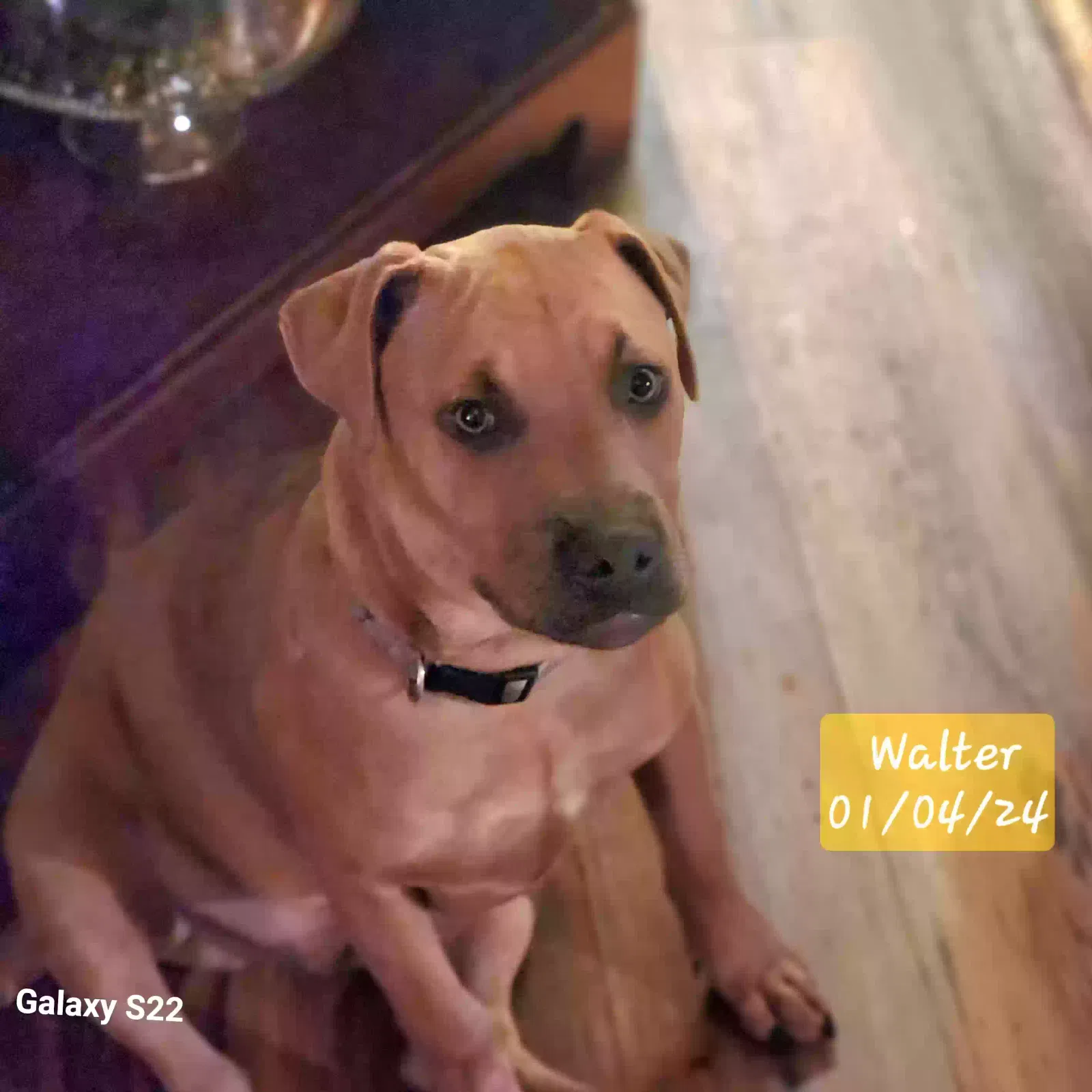 Walter, Mixed Dog for adoption in Greeneville, TN, 37743
