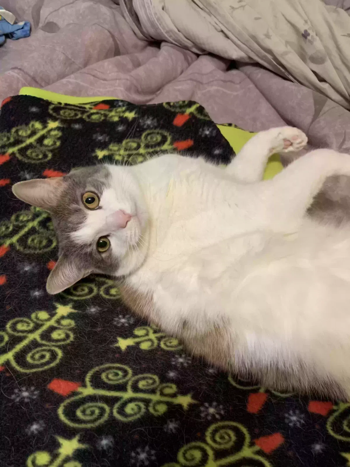 Zelda, Calico Cat for adoption in Rochester, MI, 48307