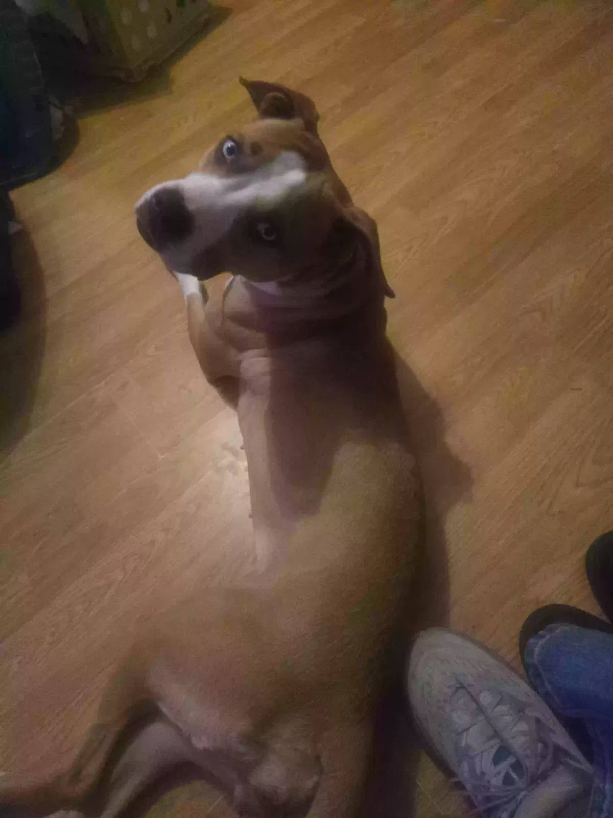 Dior, Mixpit_ Jack Russel/AB Dog for adoption in Conyers, GA, 30013