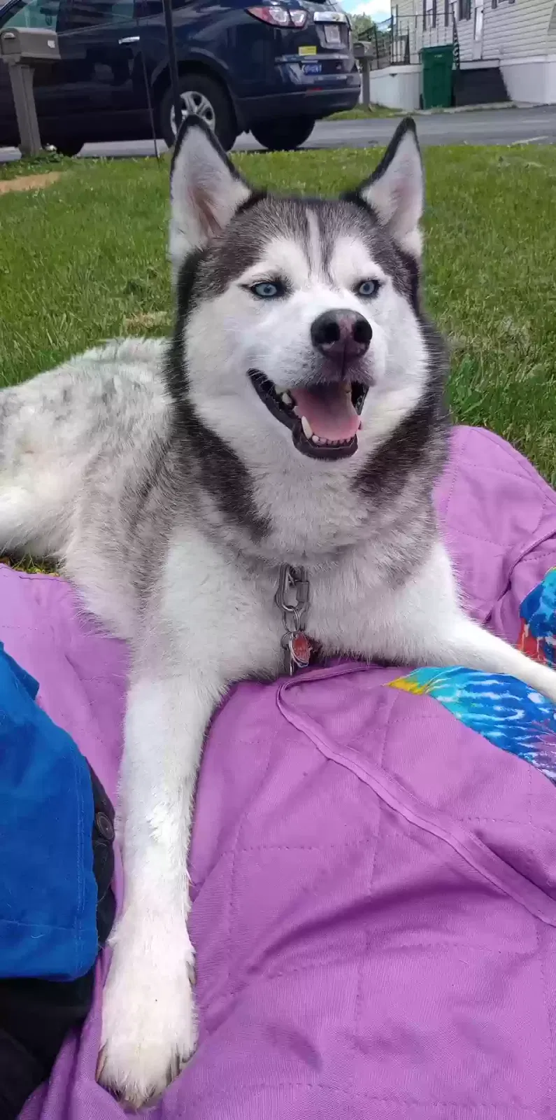 Loki, Siberian Husky Dog for adoption in Toledo, OH, 43605
