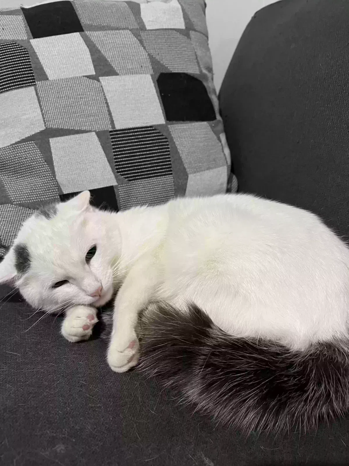 Cloud, Domestic Shorthair Cat for adoption in Brooklyn, NY, 11236