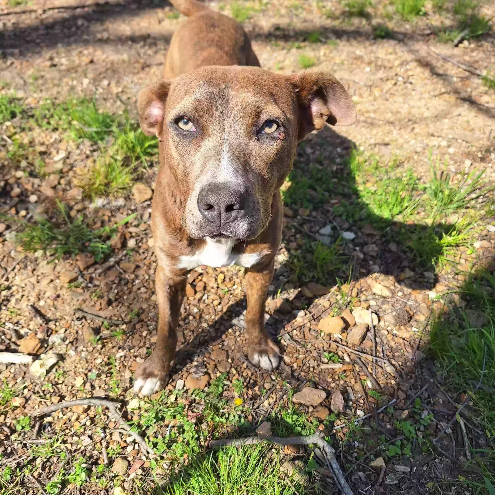 no name, mix breed Dog for adoption in Williford, AR, 72482