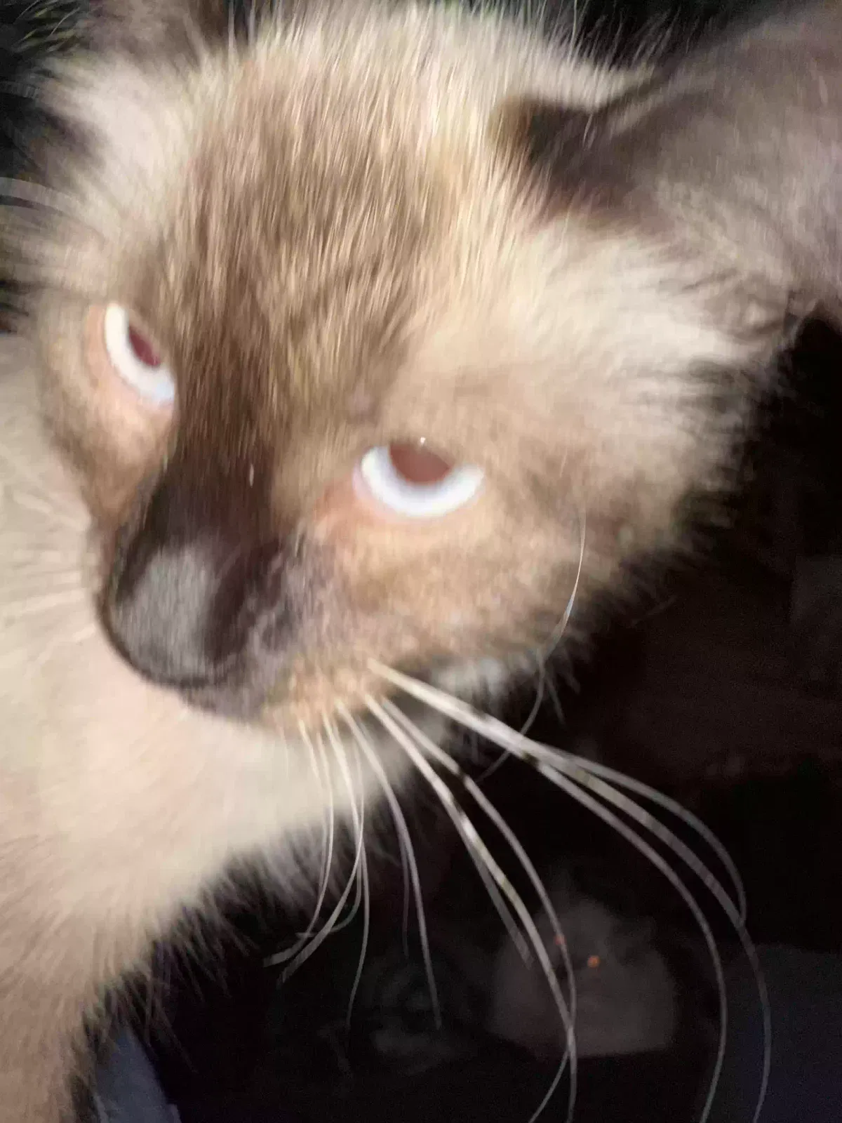 Squirrel, Squirrel Cat for adoption in Las Vegas, NV, 89104