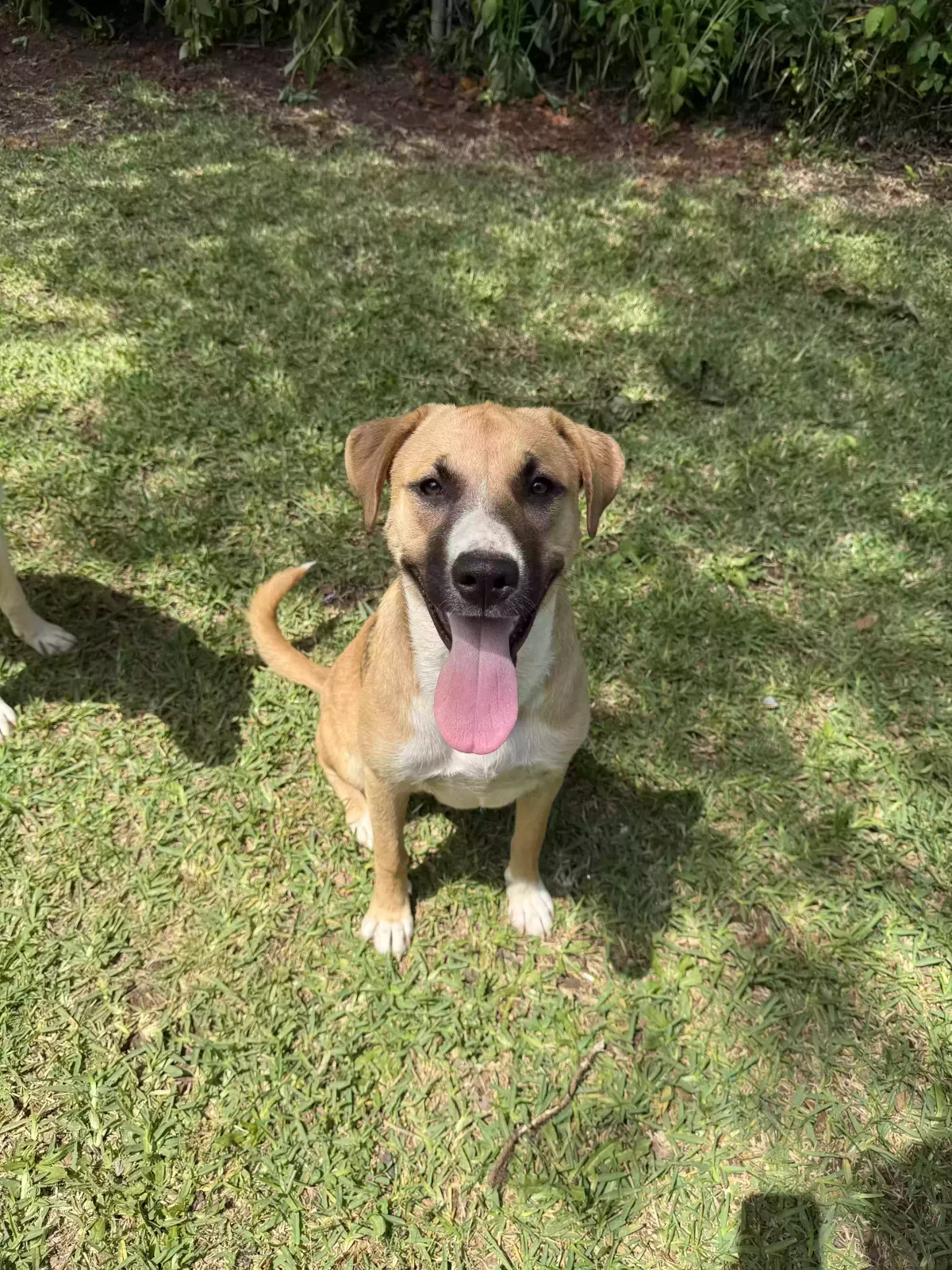 Cookie, GreatPyrenees mix Dog for adoption in Jonesboro, GA, 30236