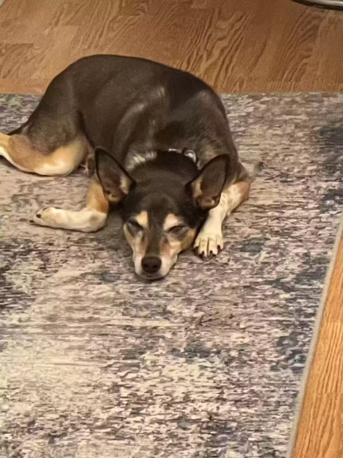 Pepper, Chihuahua and Blue Healer Dog for adoption in Indianapolis, IN, 46256