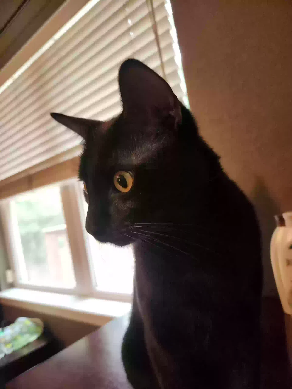 Benjamin, Unknown breed Cat for adoption in Hot Springs National Park, AR, 71901