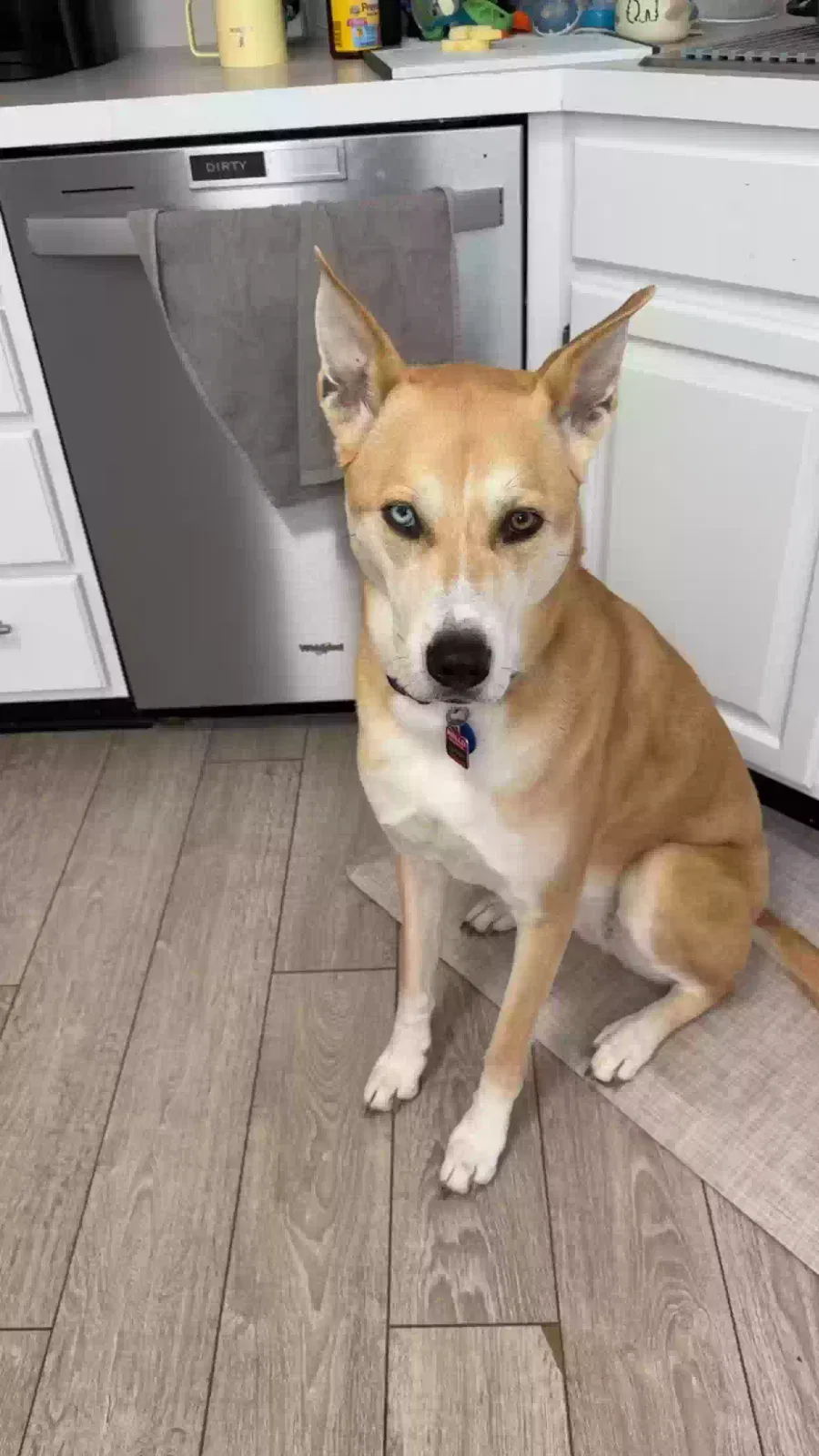 Sunny, Unknown Dog for adoption in Greenfield, IN, 46140