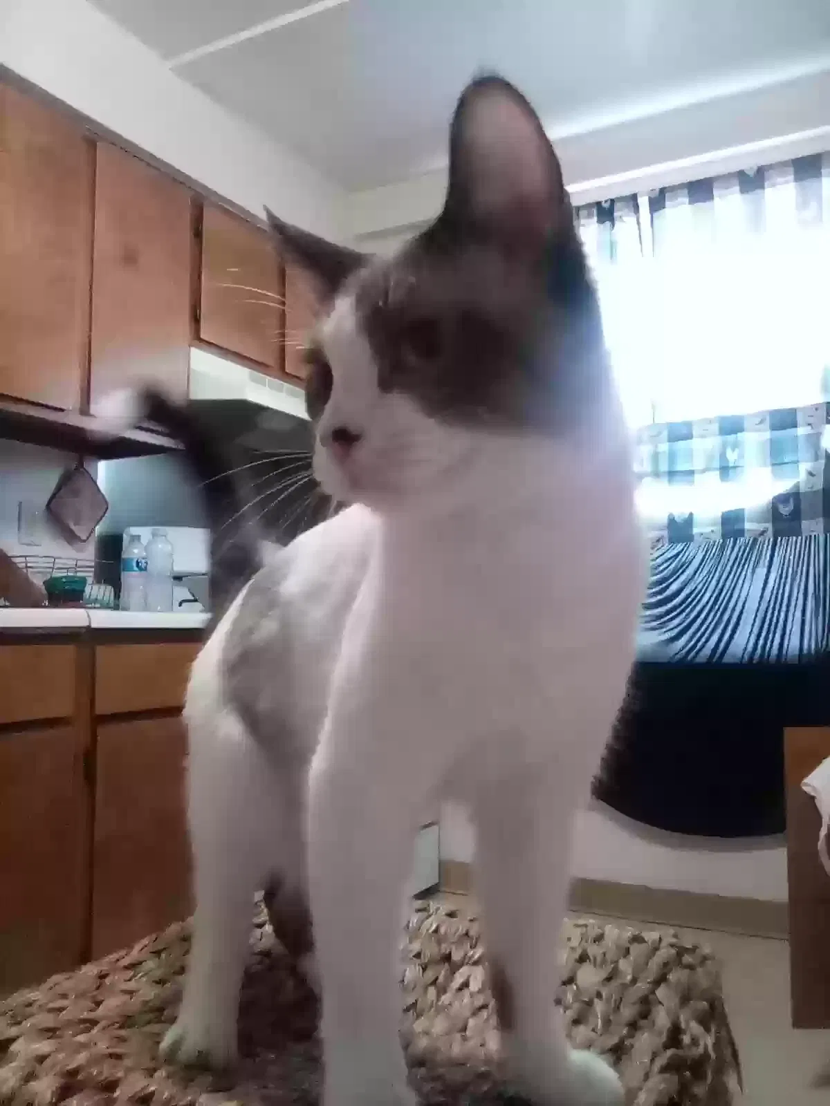Birthmark, Ragdoll/snowshoe Cat for adoption in Cincinnati, OH, 45232