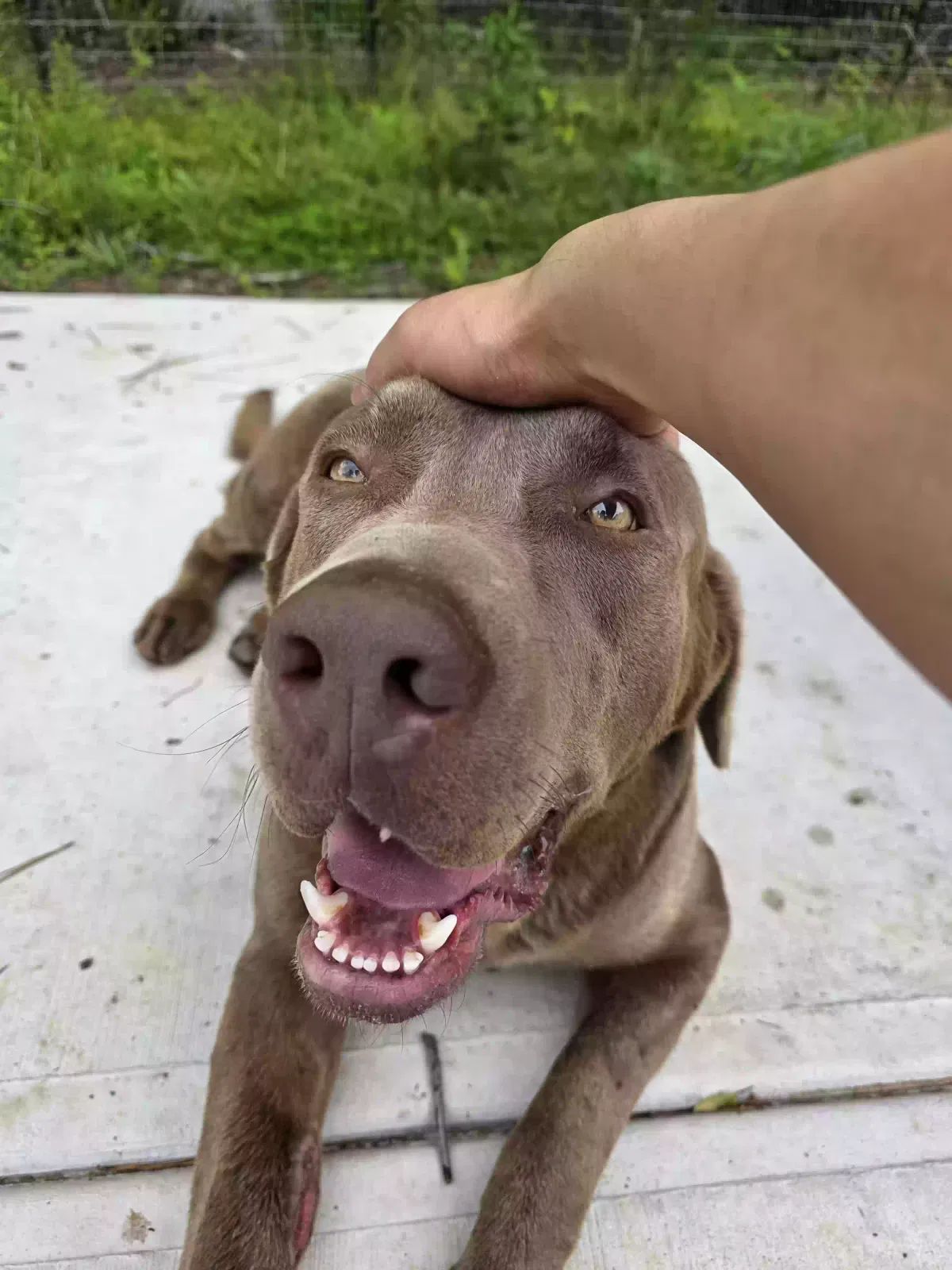 Roscoe, Pitbull and Labrador Dog for adoption in Villa Rica, GA, 30180