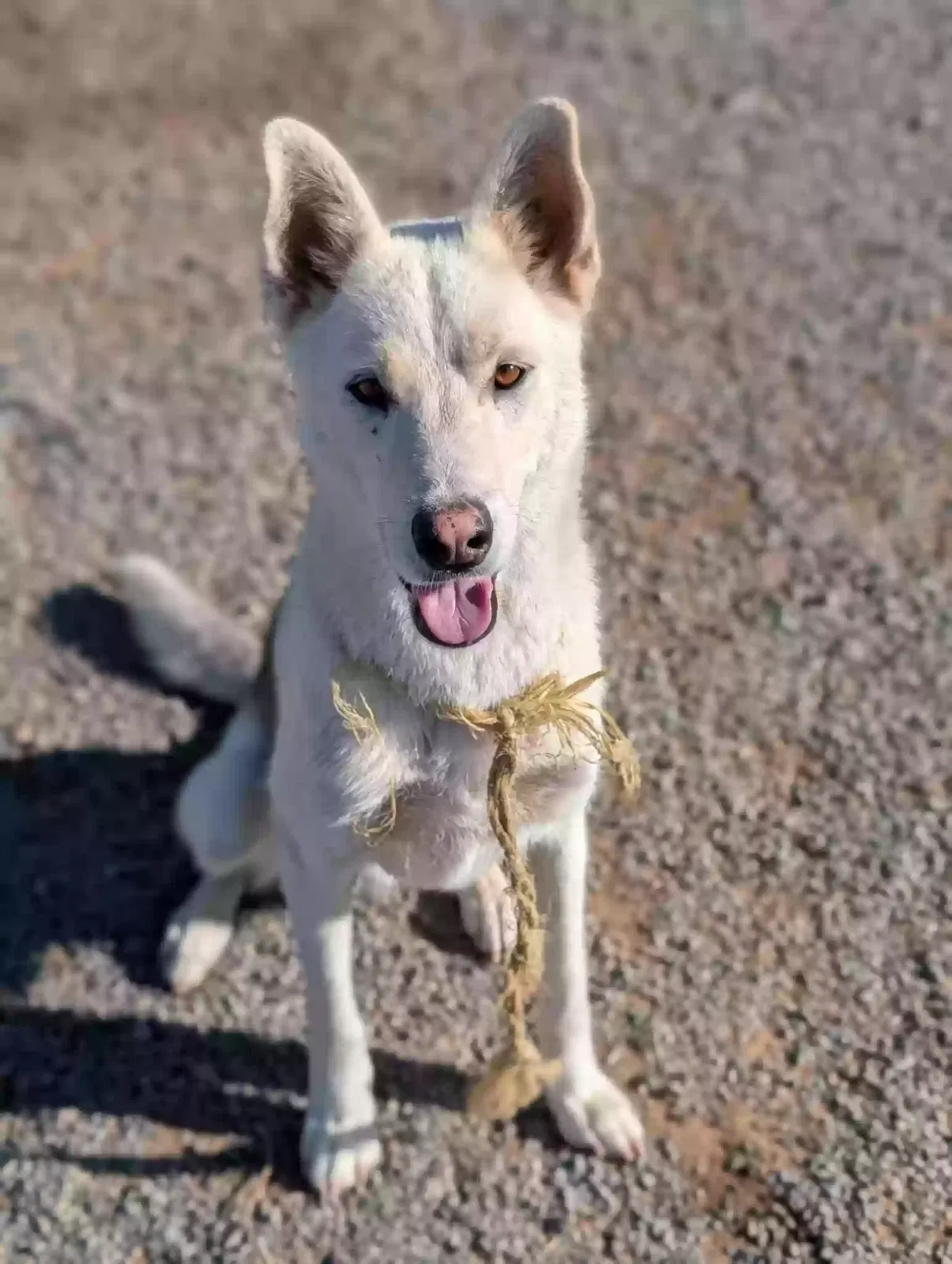 Diesel, German Shepherd Dog for adoption in Santa Monica, CA, 90401