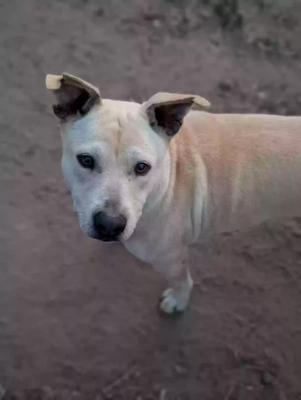 Zoe, Pitbull Dog for adoption in Jamul, CA, 91935