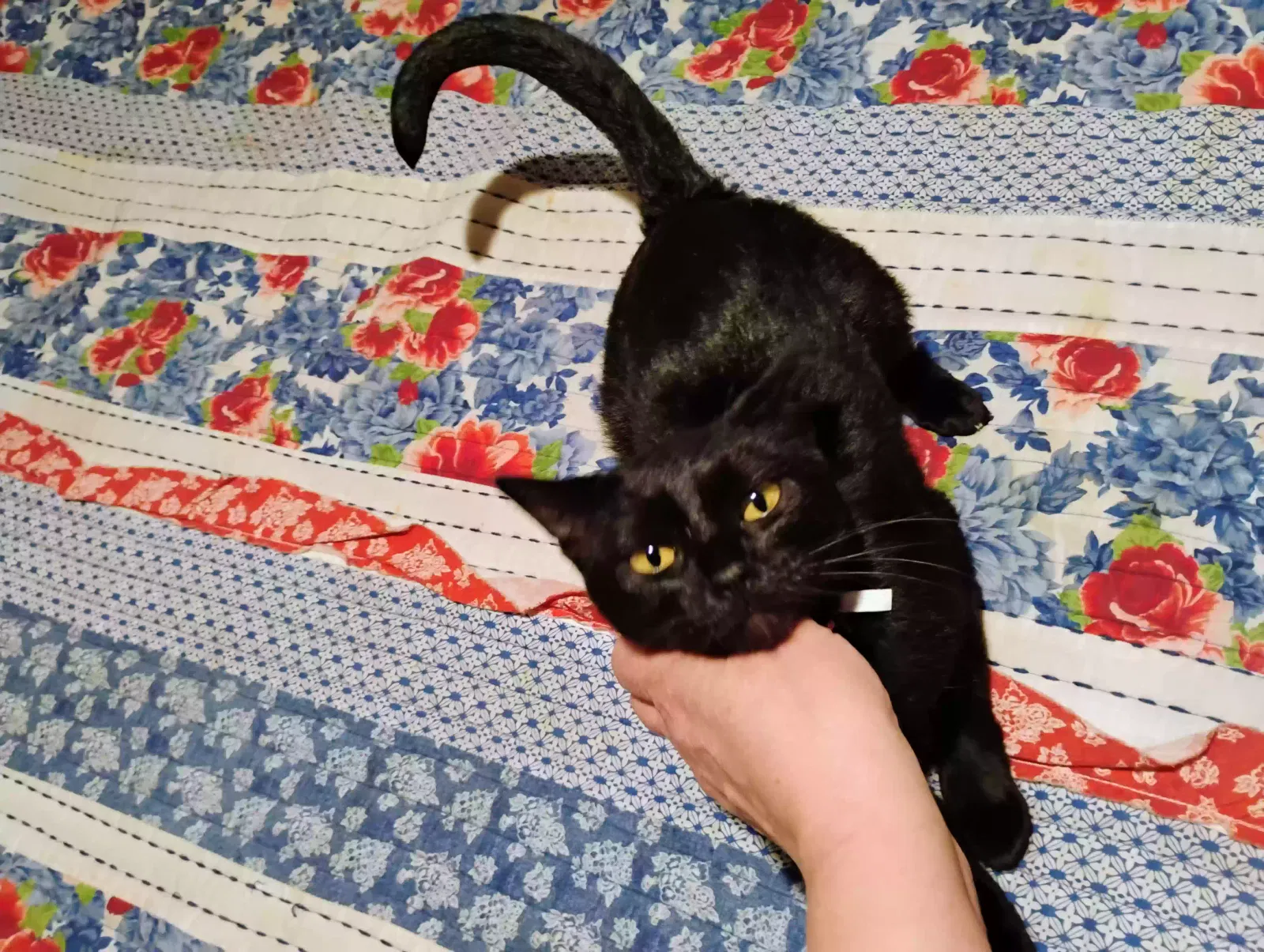 Sabrina, Domestic short hair Cat for adoption in Pasadena, TX, 77506