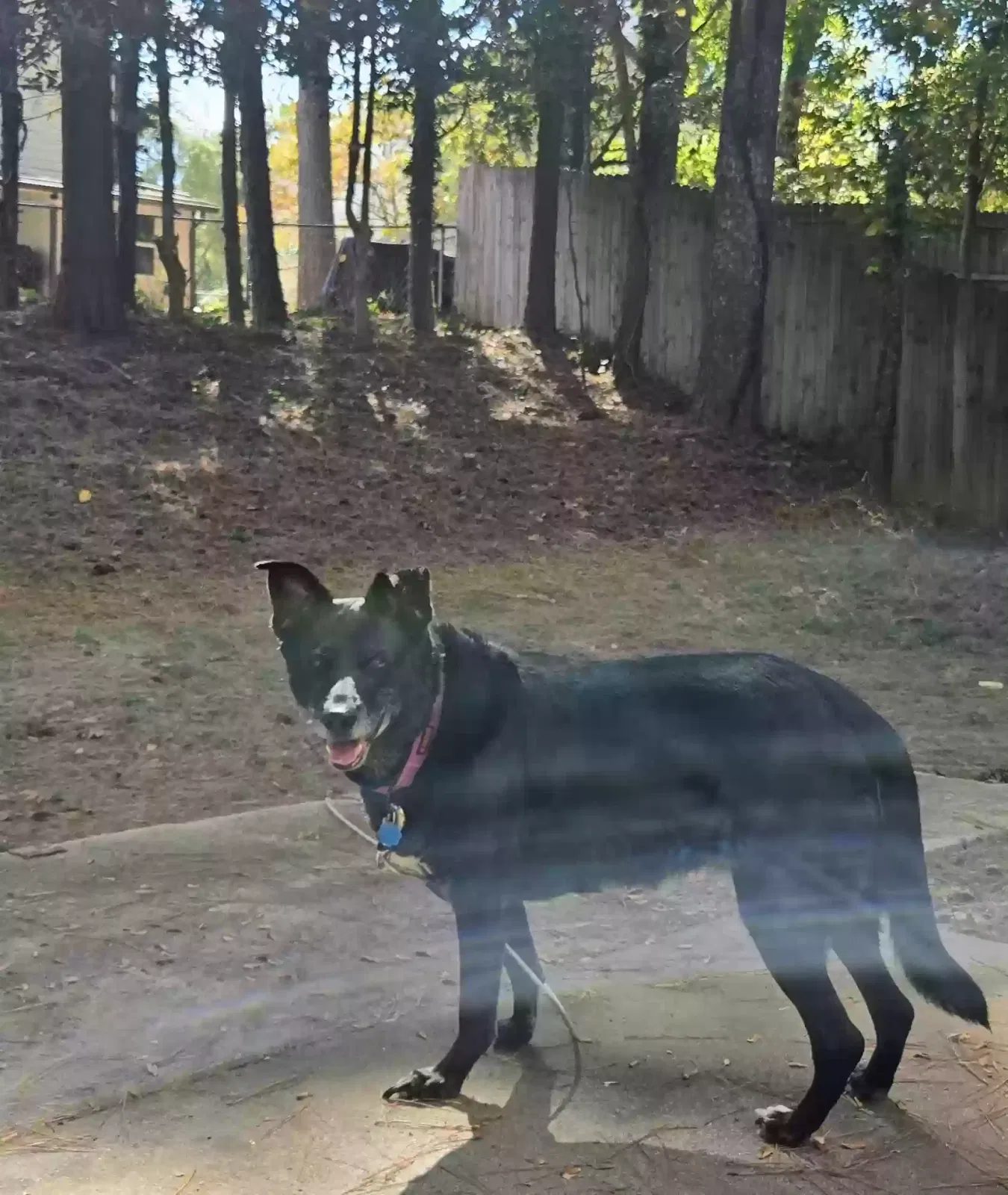 Candy, Shepherd, German Dog for adoption in Norcross, GA, 30093