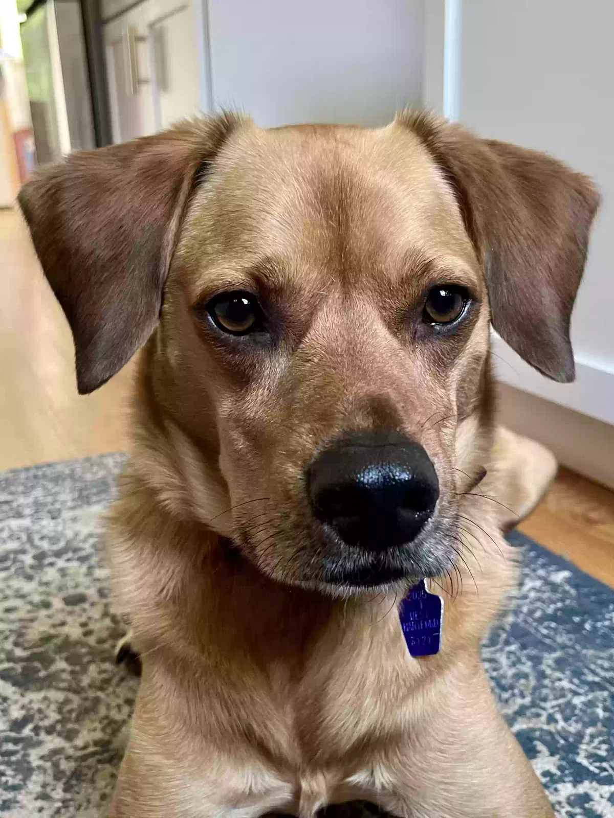Hitch, Unknown Dog for adoption in Farmington, CT, 06032