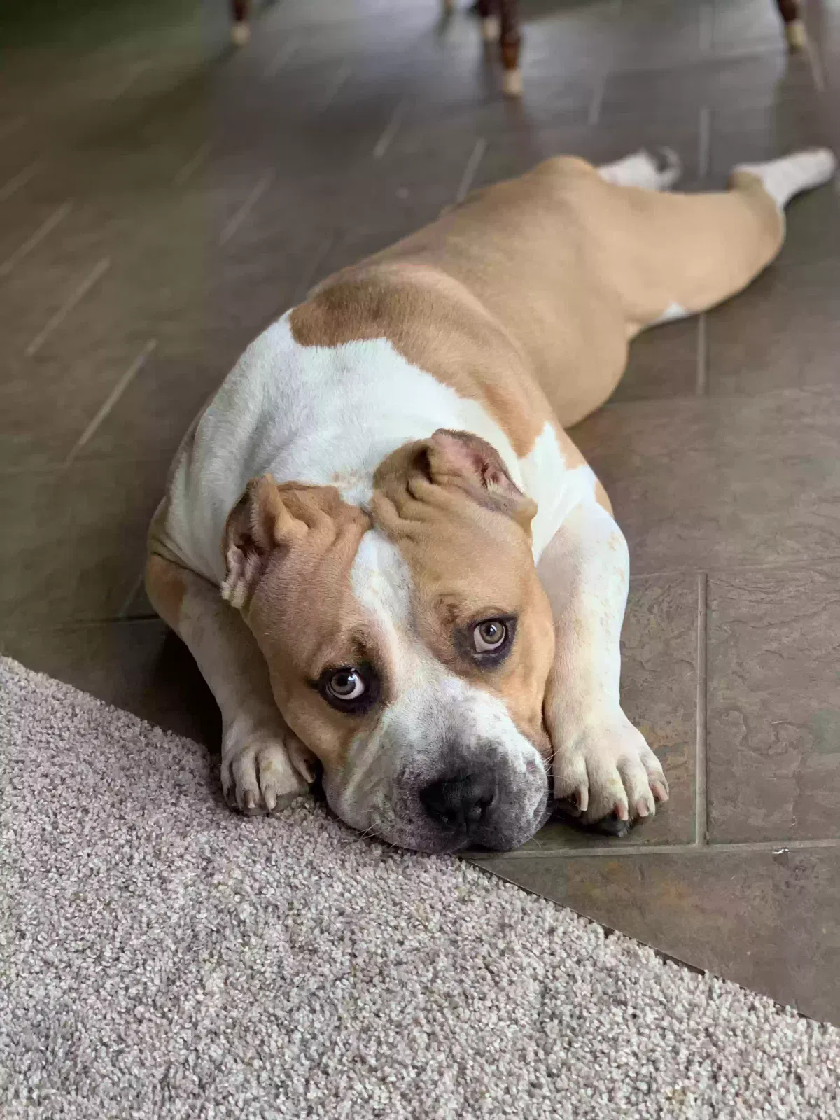 Keyser, American Bully Dog for adoption in Olathe, KS, 66062