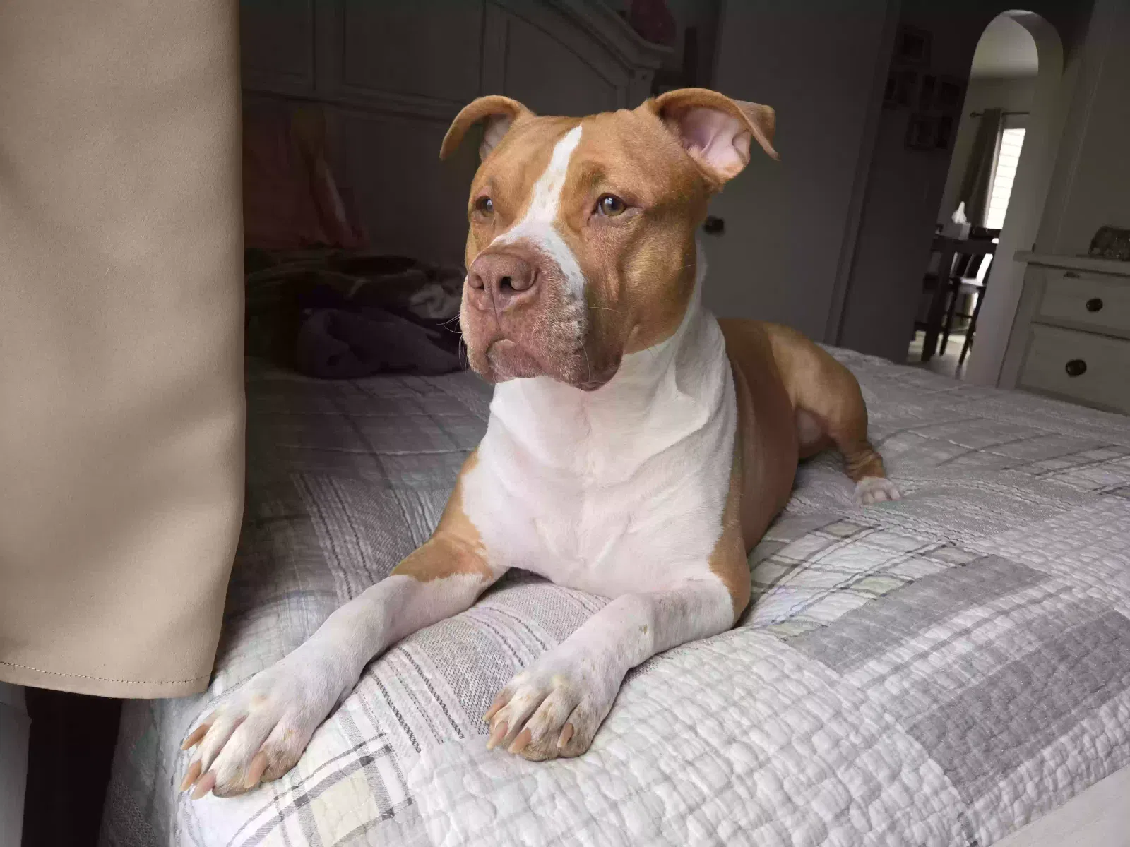 Mac, Mixed Breed Dog for adoption in Pompeii, MI, 48879