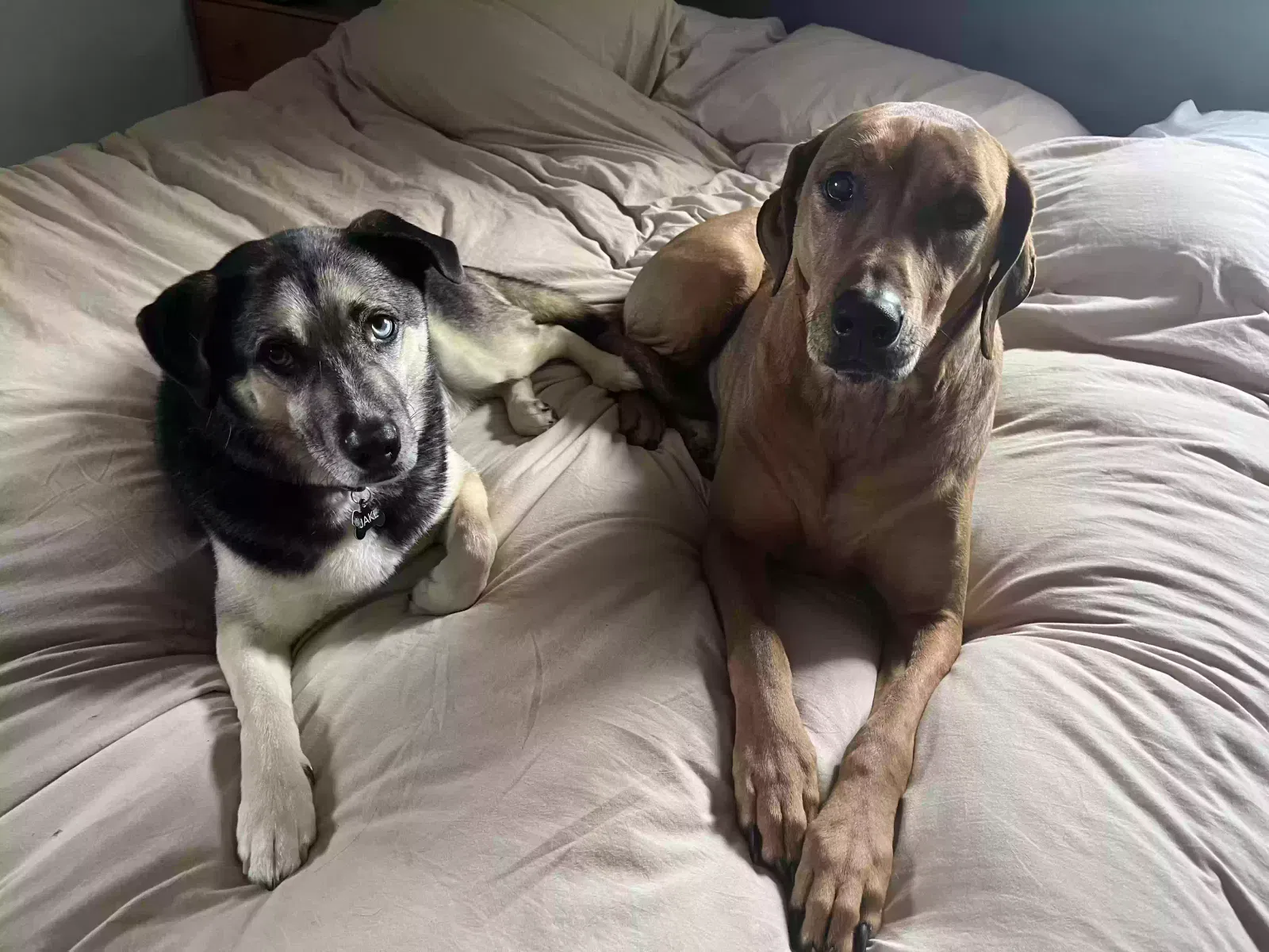 Jake & Gracie (bonded pair), Husky/ Beagle/ Jack Russell/ Pug Mix & Rhodesian Ridgeback Dog for adoption in Claymont, DE, 19703