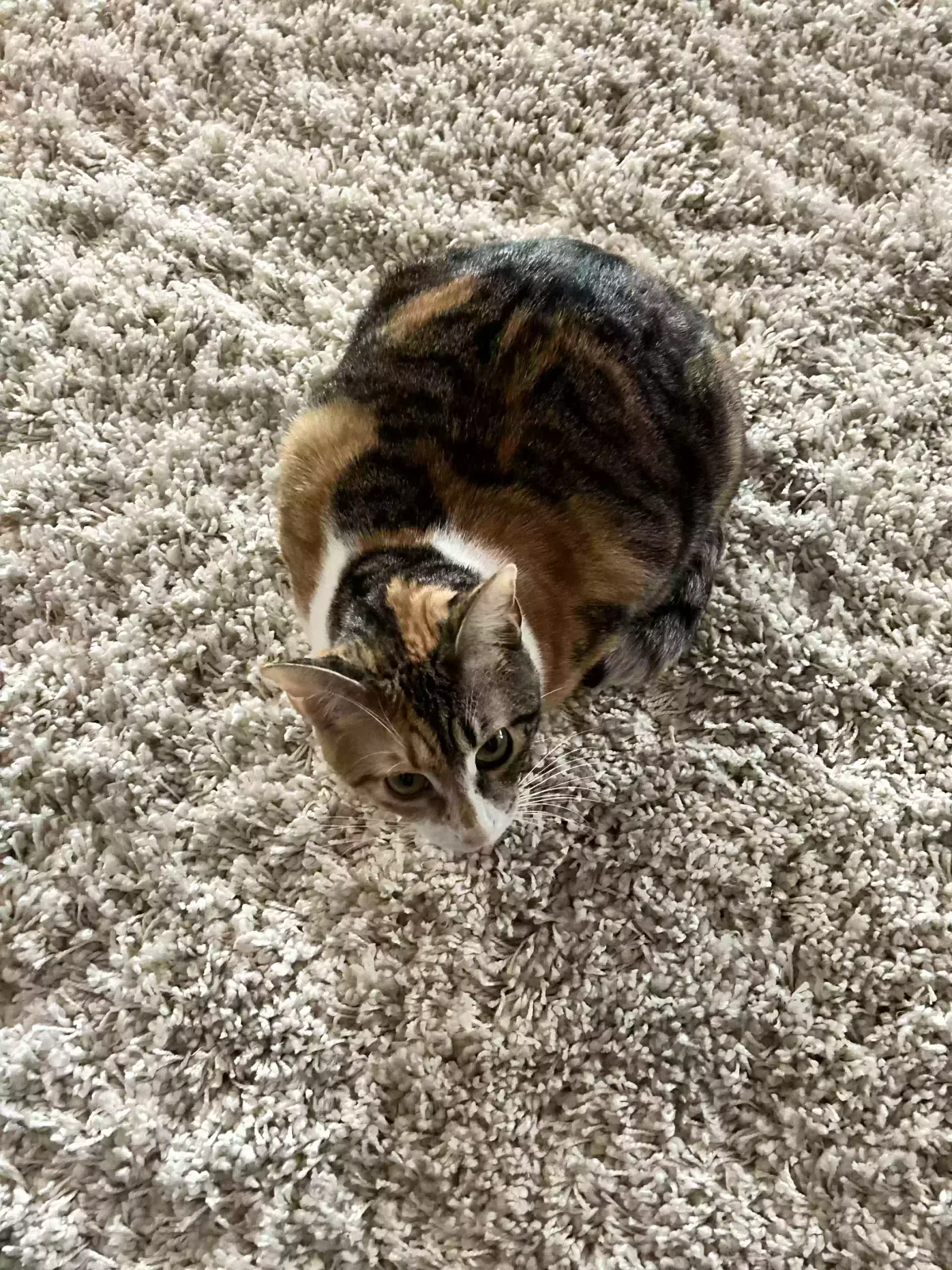 Callie, Calico Cat for adoption in Granbury, TX, 76049
