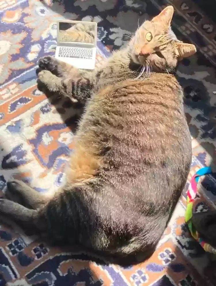 Peach, Domestic Shorthair Cat for adoption in Chicago, IL, 60608