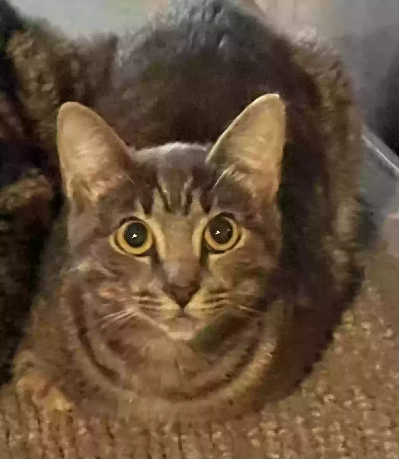 Dorian, American shorthair Cat for adoption in Mckinney, TX, 75070