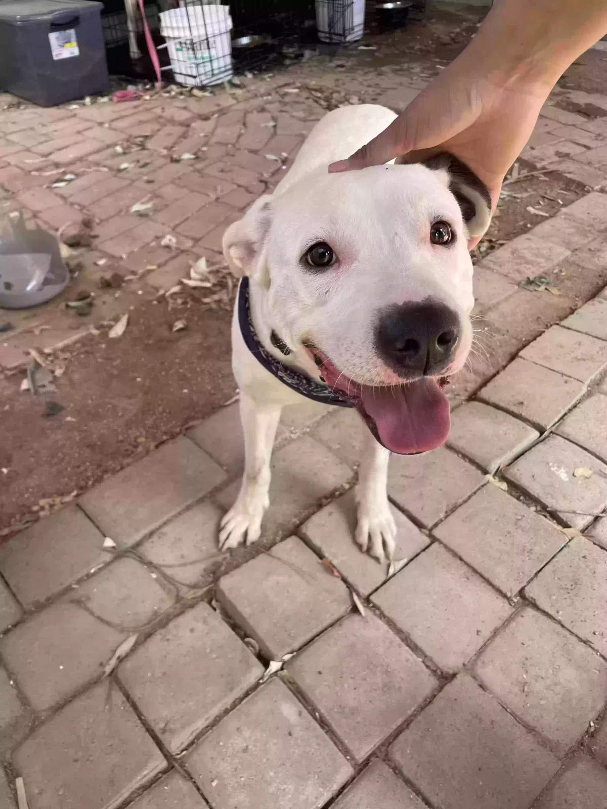 Crema, Pitbull/bordercollie Dog for adoption in Mesa, AZ, 85203
