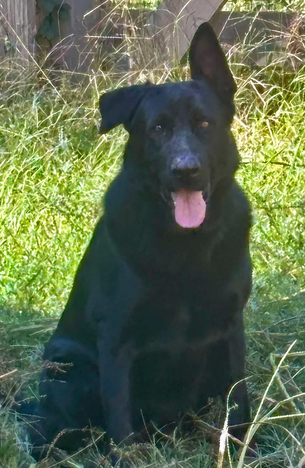 Smokey, German Shepherd Dog for adoption in Alpharetta, GA, 30004