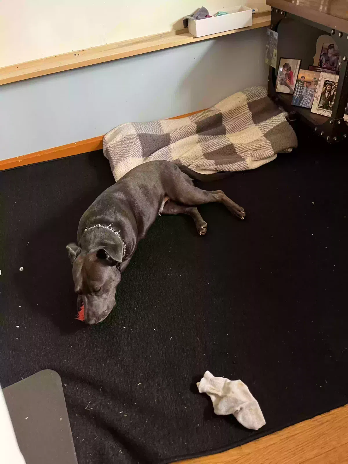 Baby girl, Pit terrier mix Dog for adoption in Magnolia, OH, 44643