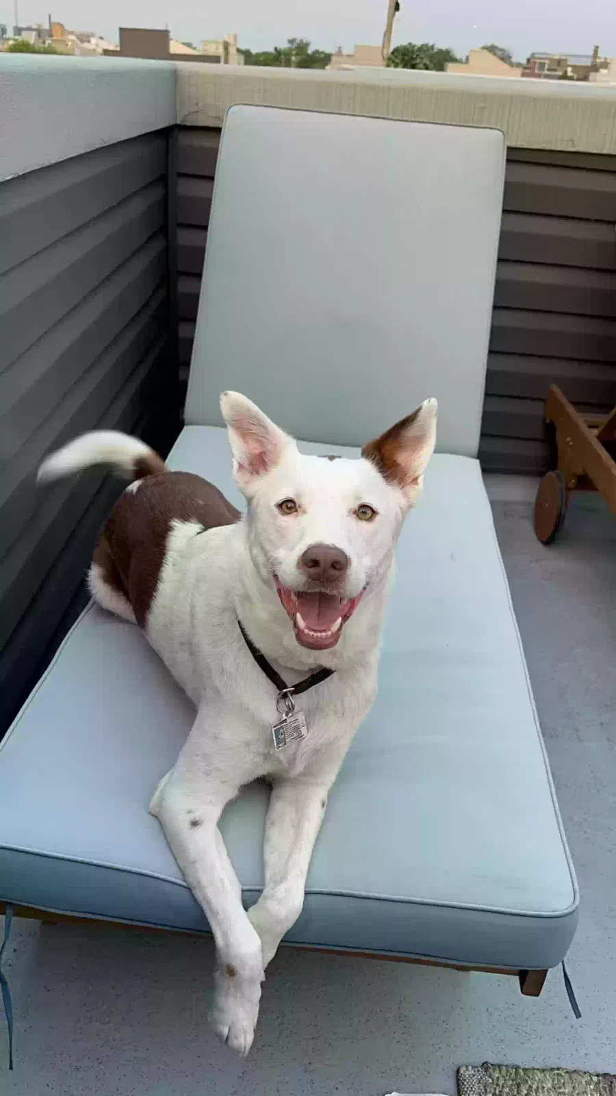 Blue, Australian Cattle Dog Mix Dog for adoption in East Greenwich, RI, 2818