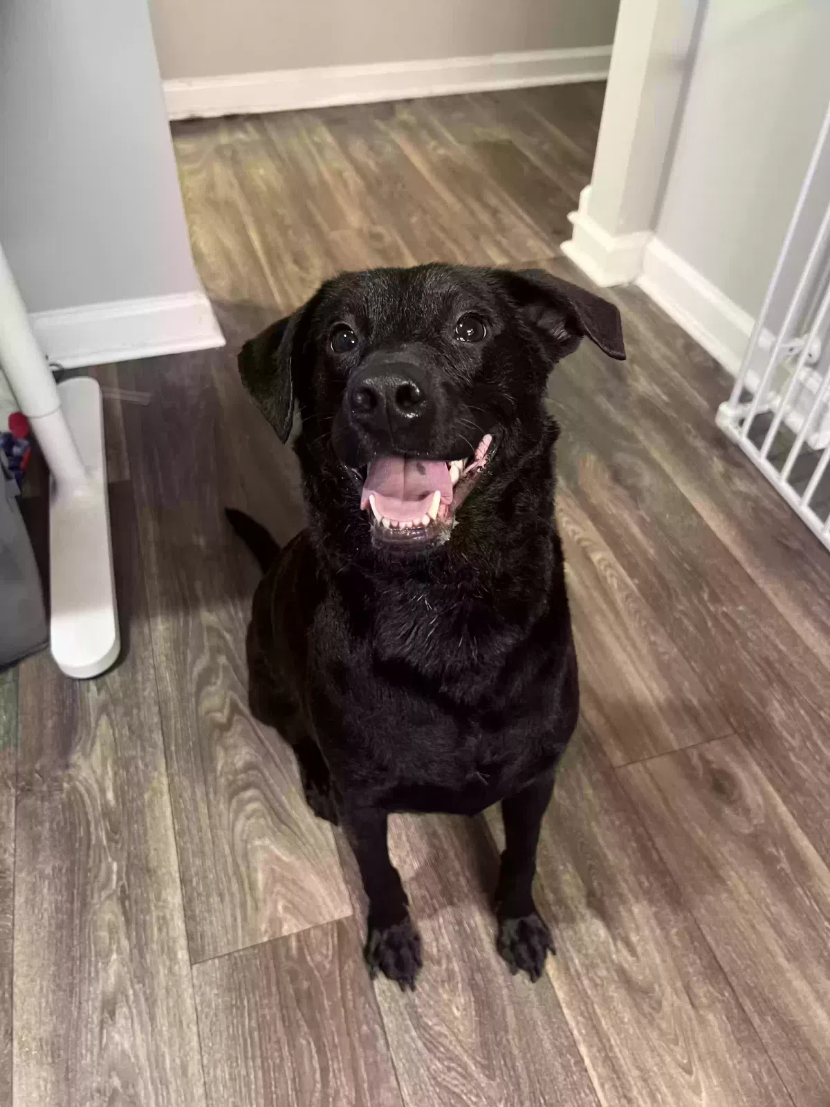 Kirby, Black lab mix Dog for adoption in Atlanta, GA, 30340