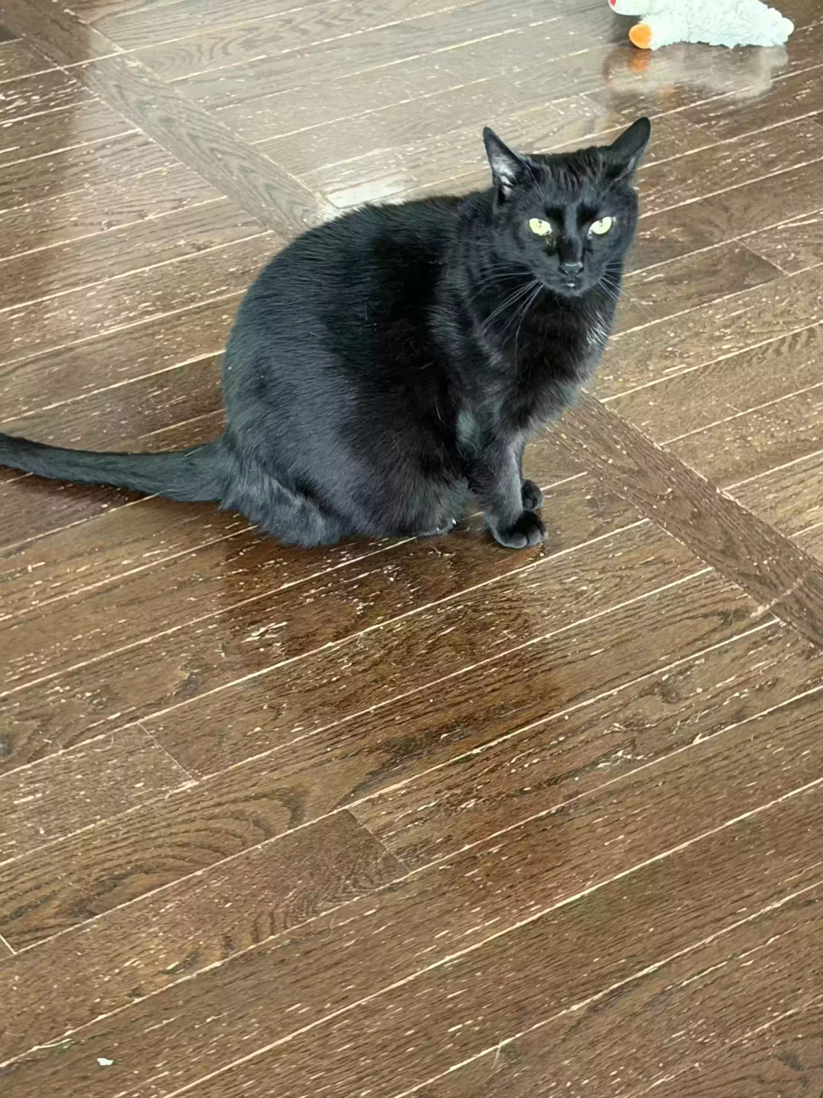 Salem, short hair Cat for adoption in Gilbertsville, PA, 19525