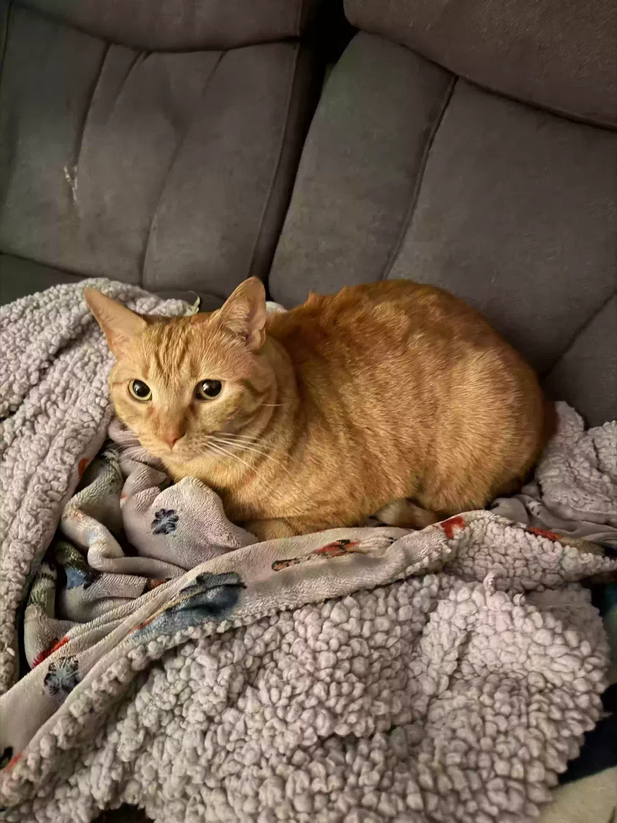 Gigi, tabby Cat for adoption in Gilbertsville, PA, 19525