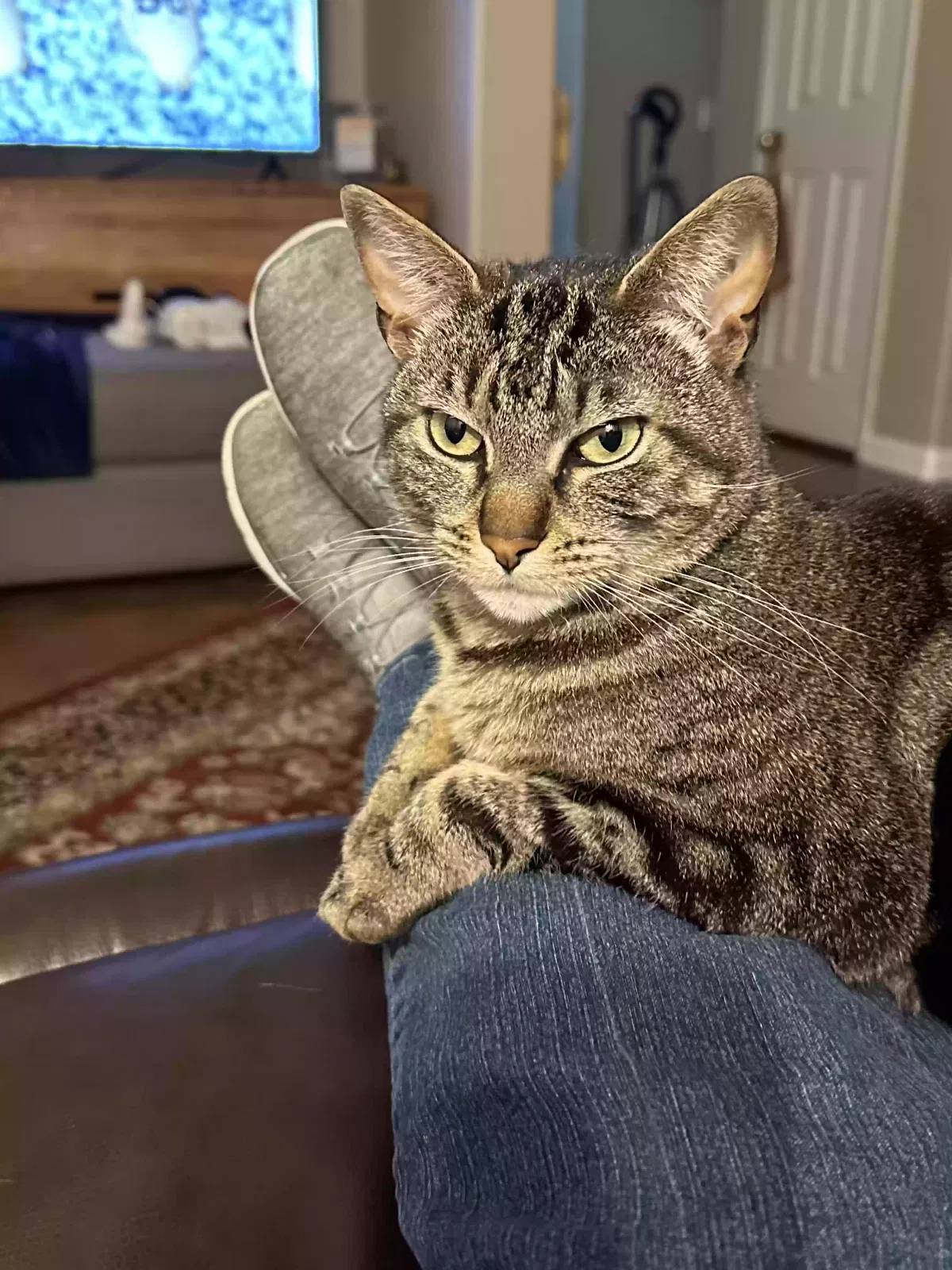 Harmony, Tabby Cat for adoption in Temecula, CA, 92592